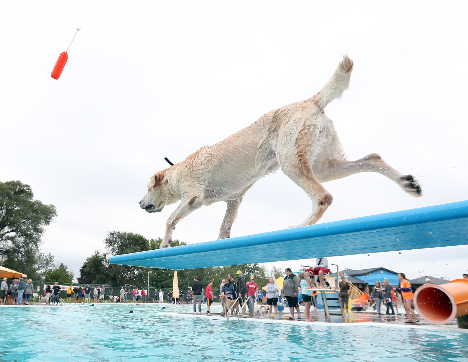 2017 Diggity Dog Dip